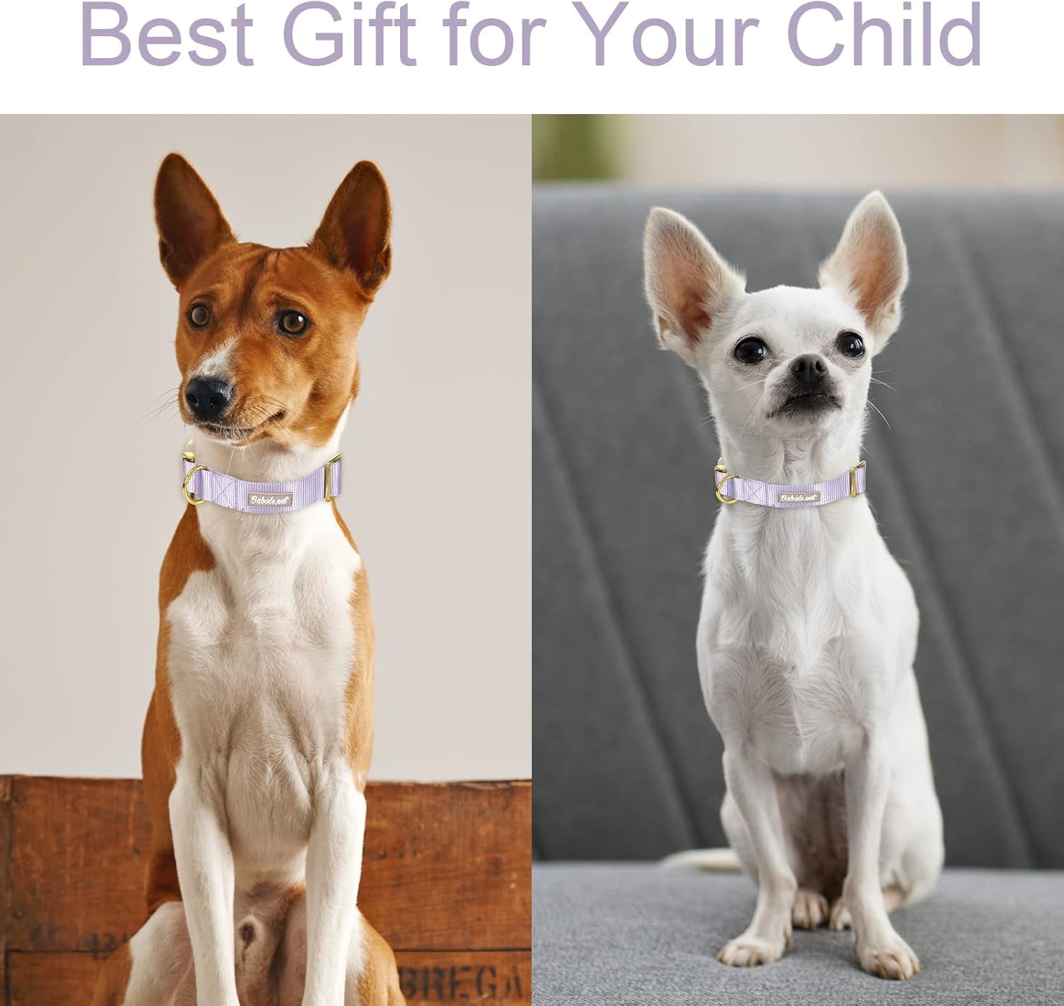 Babole Nylon Dog Collars Lavender for Small Puppy Dog,13 Colors,Adjustable Soft Comfortable Pet Collars with Safety Metal Buckle for Medium Large Boy&Girl&Female Dog(S)